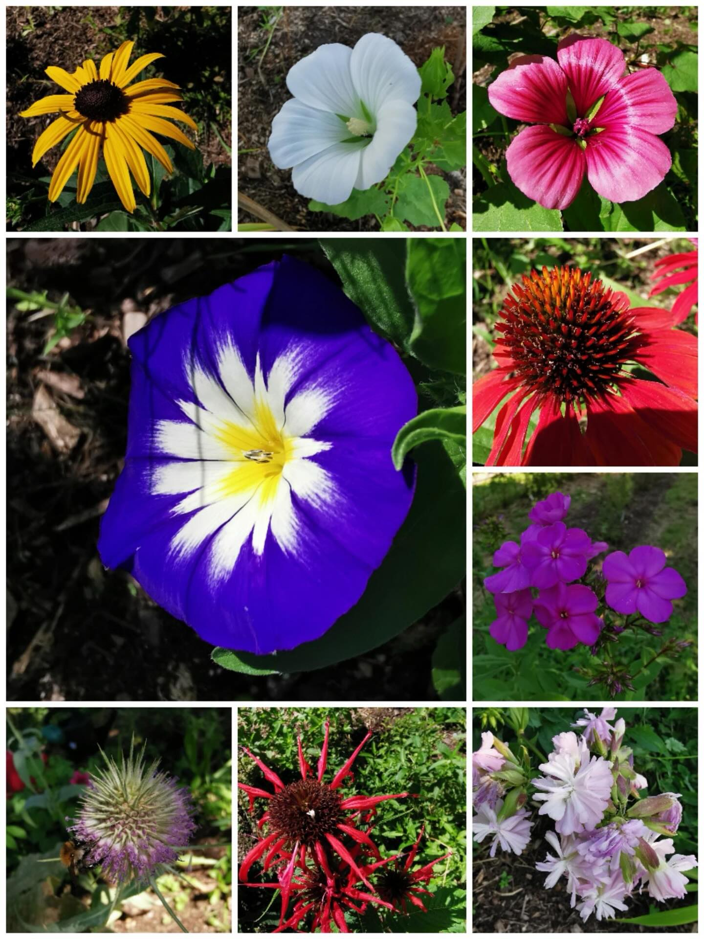 Bunte Blütenvielfalt bei uns auf der Stadtoase Dübi. Schon gesehen?
Foto von @aschiduebendorf
#urbangardening #diewildengärtner #diewildengärtnerinnen #dübendorf #diewildengaertner #diewildengaertnerinnen #stadtoasedübi #stadtoaseduebi #draussensein #gartenliebe #gärtnern #gaertnern #gartenverein #sommer #sommerimgarten #sommerferien #blütenmeer #bluetenmeer