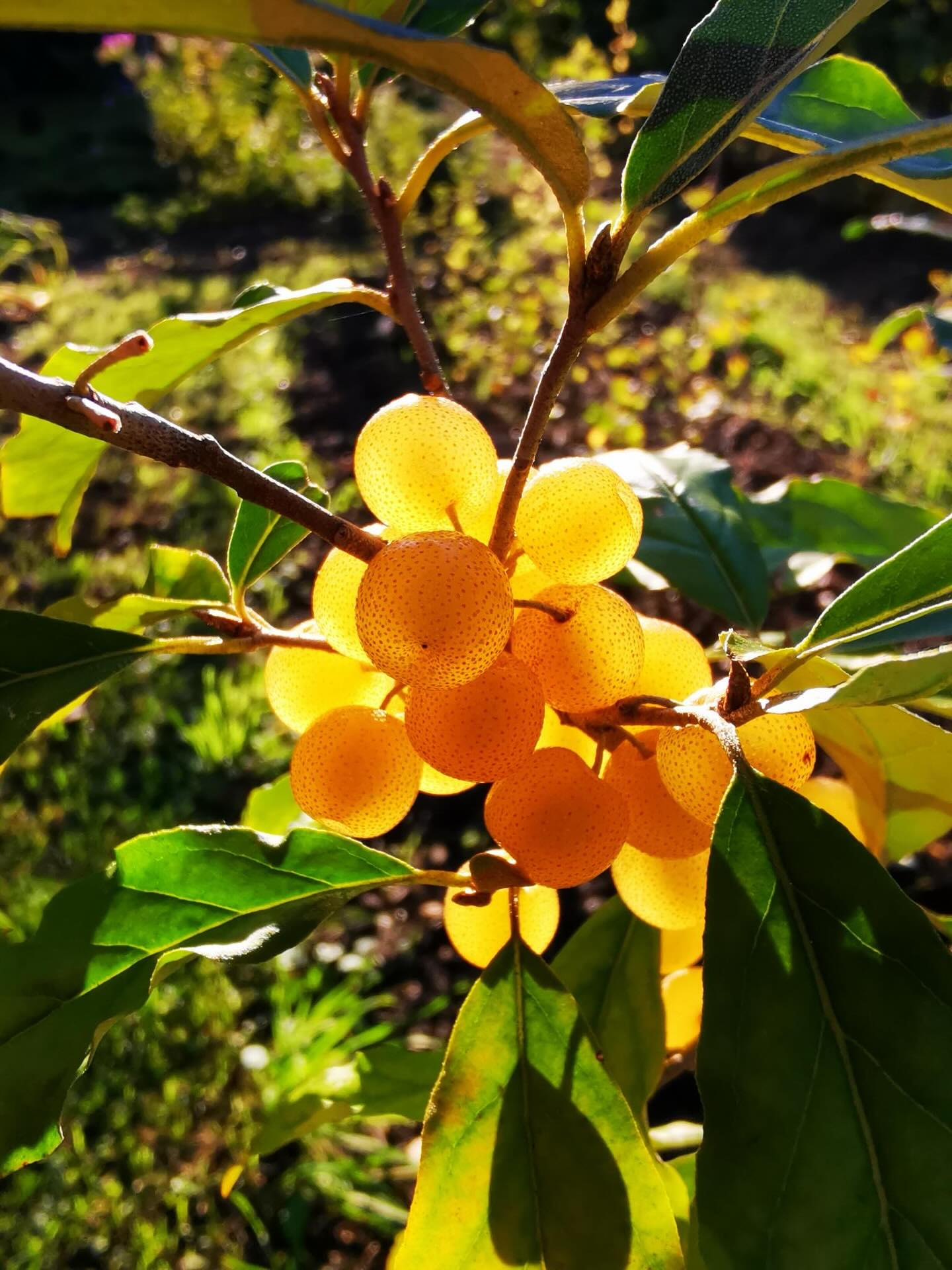 Die schöne Pointilla fortunella 💚 auch genannt: Pünktchenbeere.

📷 @aschiduebendorf 

#diewildengärtner #diewildengärtnerinnen #diewildengaertner #diewildengaertnerinnen #stadtoasedübi #stadtoaseduebi #dübendorf #duebendorf #garten #gemeinschaftsgarten #gartenverein #gärtnern #gaertnern #gärtnernmachtglücklich #gaertnernmachtgluecklich #urbangarden #urbangardening #mampfenstattmähen #mampfenstattmaehen #herbst #gartenimherbst #herbstgarten #gärtnernmachtspass #gaertnernmachtspass #dübi #duebi #urbandübi #urbanduebi