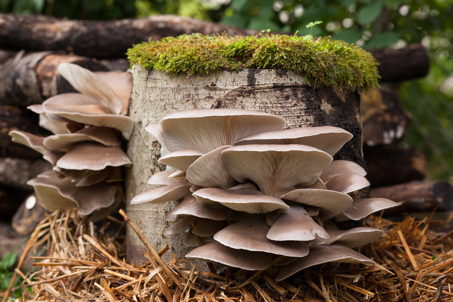 pilz2