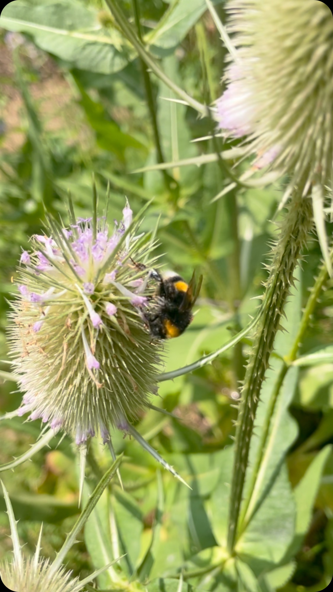 Sommer ☀️
#diewildengärtner #diewildengärtnerinnen #stadtoasedübi #diewildengaertner #diewildengaertnerinnen #stadtoaseduebi #urbangardening #dübendorf #dübendorf #dübendorf #duebendorf #wildergarten #dübi #draussensein