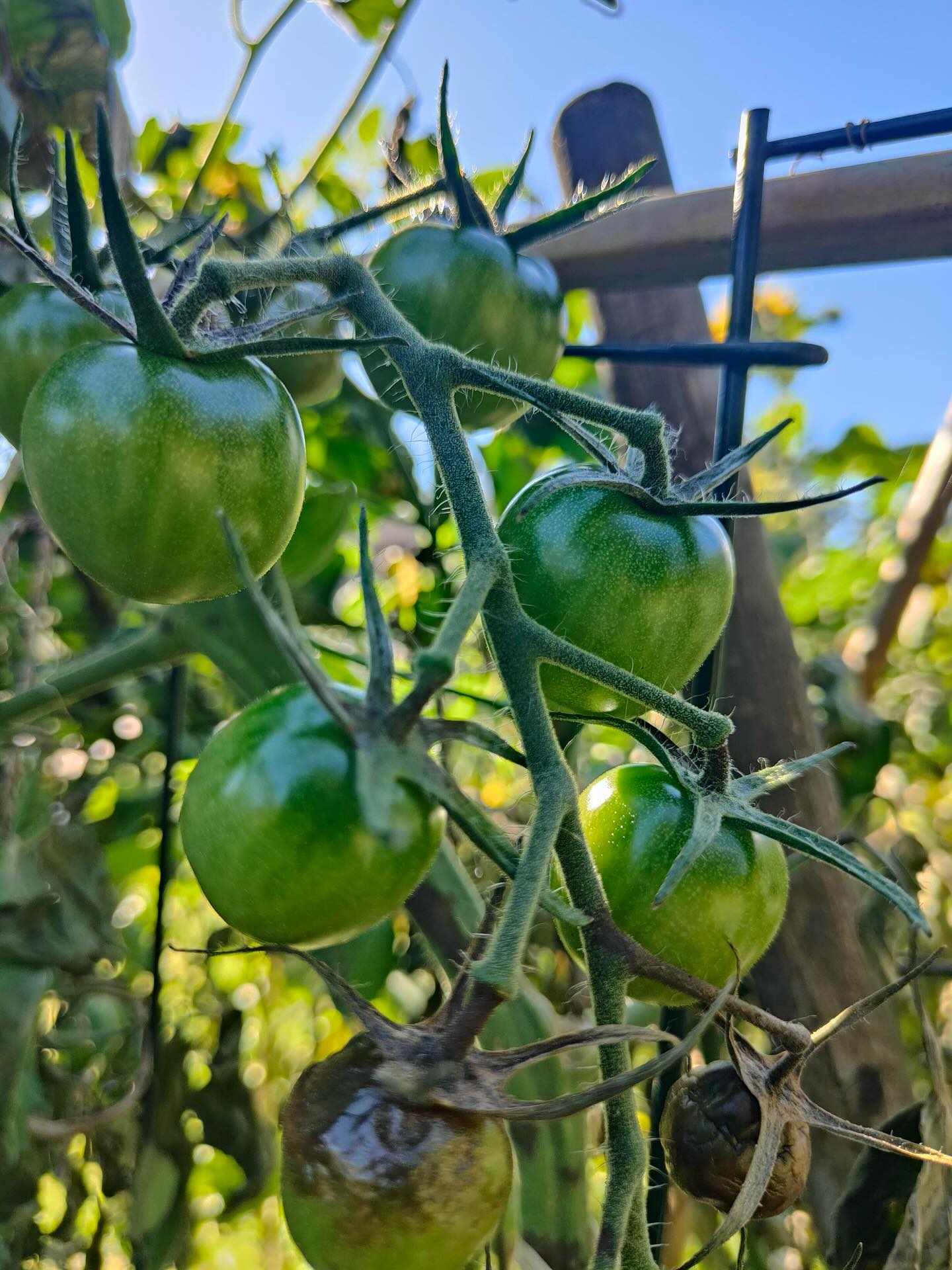 So ein bisschen Sonne wäre schon noch gut für unsere Tomaten…
📷 @ D. Hiss
#diewildengärtner #diewildengärtnerinnen #diewildengaertner #diewildengaertnerinnen #stadtoasedübi #stadtoaseduebi #dübendorf #duebendorf #garten #gemeinschaftsgarten #gartenverein #gärtnern #gaertnern #gärtnernmachtglücklich #gaertnernmachtgluecklich #urbangarden #urbangardening #mampfenstattmähen #mampfenstattmaehen #herbst #gartenimherbst #herbstgarten #gärtnernmachtspass #gaertnernmachtspass #dübi #duebi #urbandübi #urbanduebi #tomaten #tomatenglück