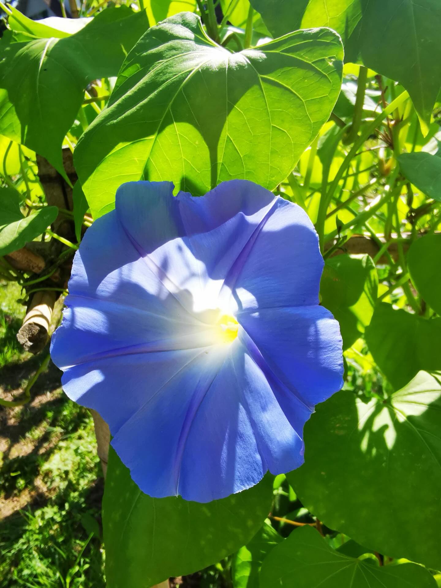Blaue Prunkwinde (Ipomoea nil) auf der Stadtoase Dübi. Habt ein wunderbares Wochenende.
#stadtoasedübi #stadtoasedübendorf #stadtoaseduebi #stadtoaseduebendorf #diewildengärtner #diewildengaertner #diewildengärtnerinnen #diewildengaertnerinnen #dübendorf #duebendorf #dübi #duebi #urbangardening #garten #wildergarten #gartenliebe #gemeinschaftsgarten #gärtnern #gaertnern #gärtnernmachtglücklich #gaertnernmachtgluecklich #gaertnerninderstadt #gärtnerninderstadt #mampfenstattmähen
Foto: @aschiduebendorf