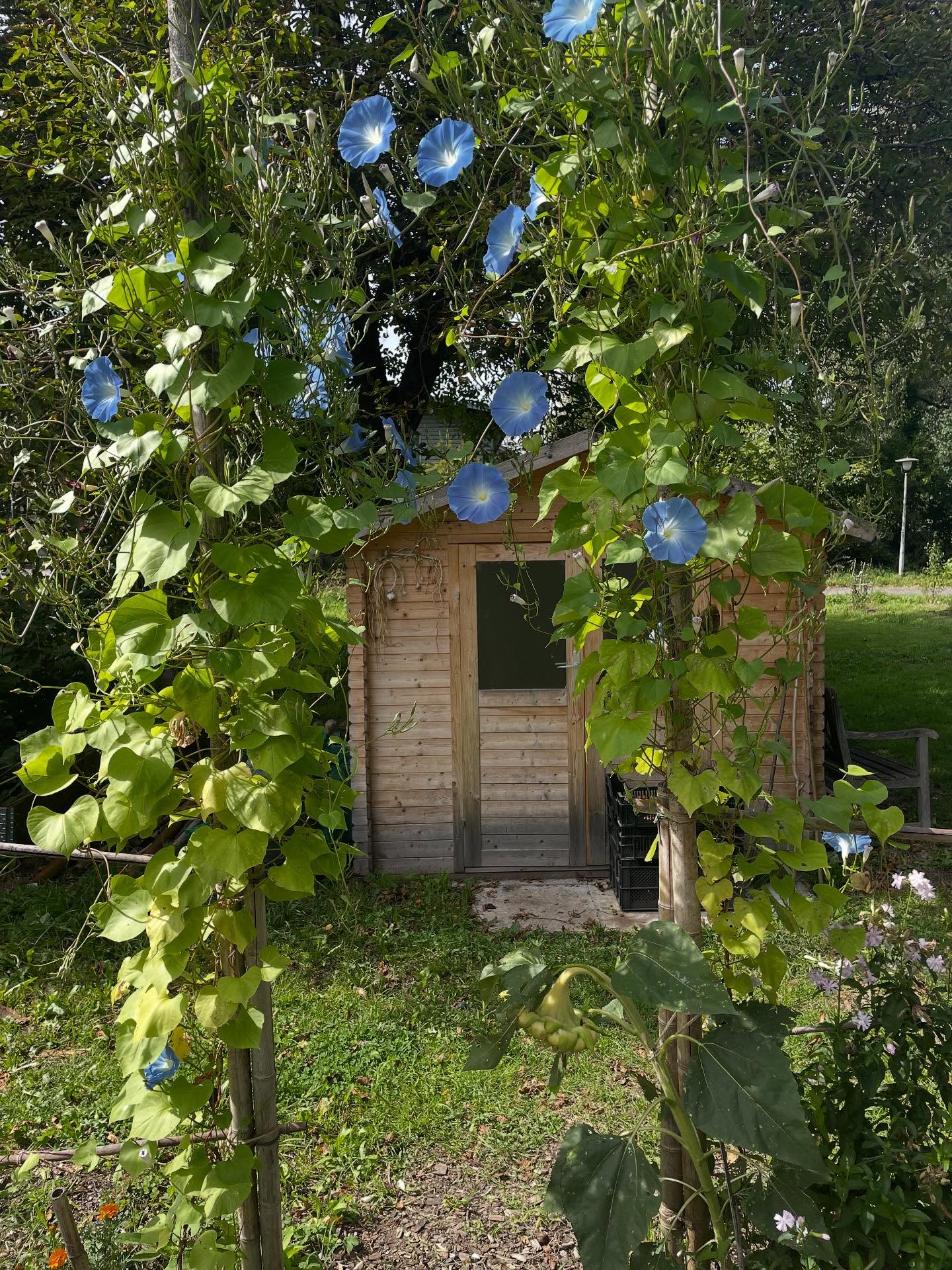 Eine kleine Oase mitten im Zentrum ☺️
📷 @celestine_mignonne
#diewildengärtner #diewildengärtnerinnen #diewildengaertner #diewildengaertnerinnen #stadtoasedübi #stadtoaseduebi #dübendorf #duebendorf #garten #gemeinschaftsgarten #gartenverein #gärtnern #gaertnern #gärtnernmachtglücklich #gaertnernmachtgluecklich #urbangarden #urbangardening #mampfenstattmähen #mampfenstattmaehen #herbst #gartenimherbst #herbstgarten #gärtnernmachtspass #gaertnernmachtspass #dübi #duebi #urbandübi #urbanduebi