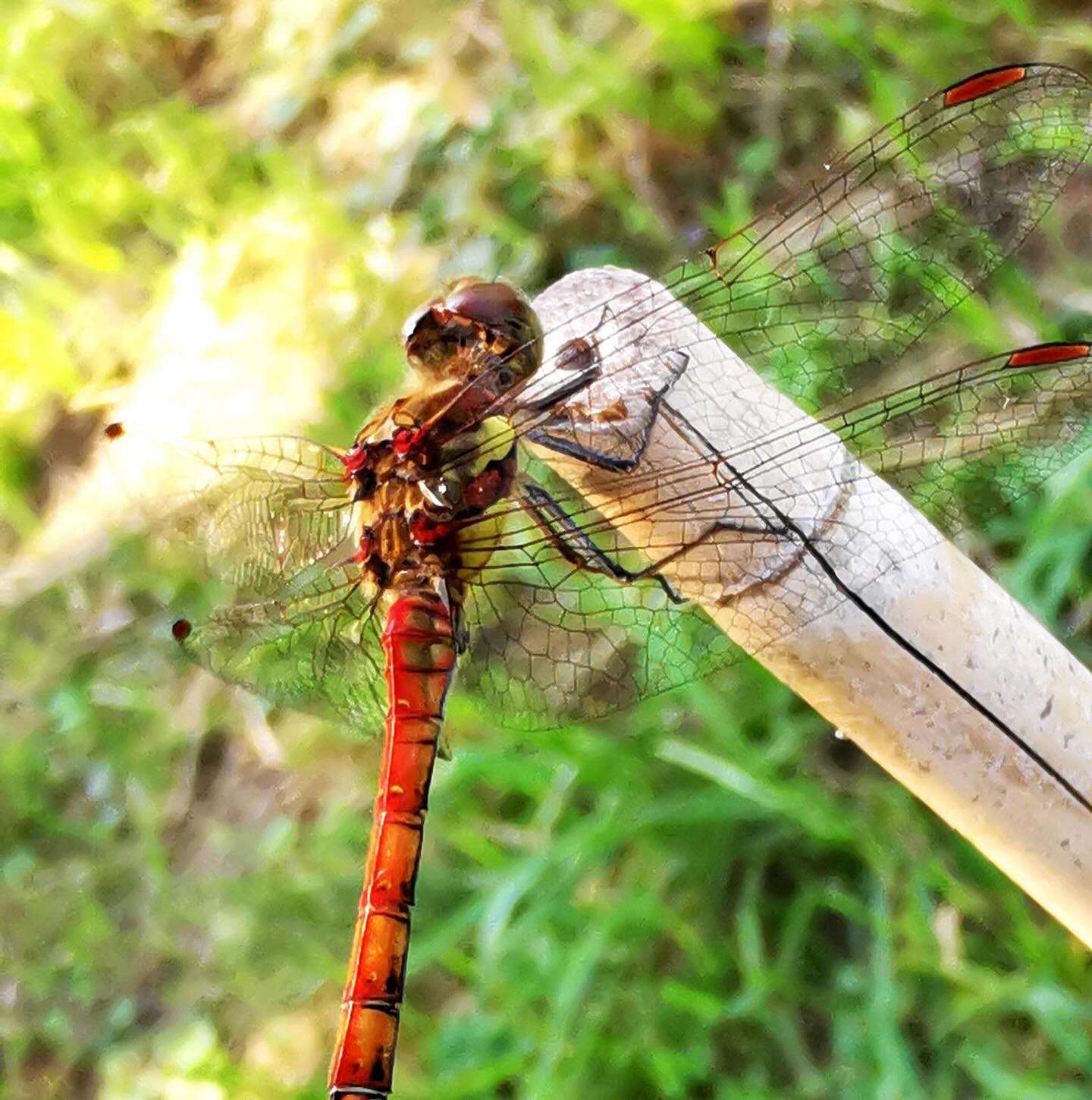 Na, wen haben wir denn da? 🤩🧚♂️
📷 @aschiduebendorf
#diewildengärtner #diewildengärtnerinnen #diewildengaertner #diewildengaertnerinnen #stadtoasedübi #stadtoaseduebi #dübendorf #duebendorf #garten #gemeinschaftsgarten #gartenverein #gärtnern #gaertnern #gärtnernmachtglücklich #gaertnernmachtgluecklich #urbangarden #urbangardening #mampfenstattmähen #mampfenstattmaehen #herbst #gartenimherbst #herbstgarten #gärtnernmachtspass #gaertnernmachtspass #dübi #duebi #urbandübi #urbanduebi