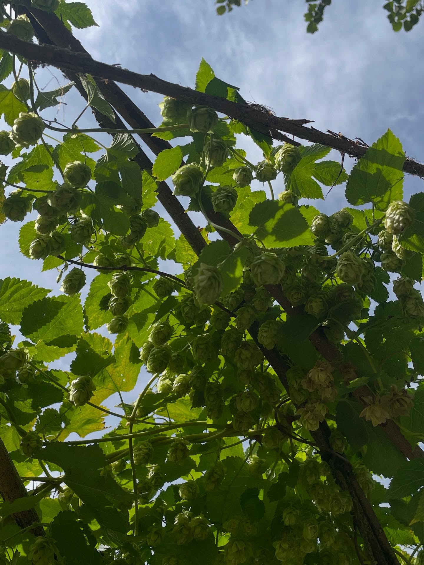 Wir schulden euch noch eine Antwort vom Quiz von letzter Woche. Wie einige richtig geraten hatten, war die Rede vom Hopfen, der ganz leicht im Wind flatterte.
Wusstet ihr, dass Hopfen zu den Hanfgewächsen gehört und dass alle Hopfen-Arten auf der Nordhalbkugel vorkommen?
Hopfen hat eine beruhigende und schlaffördernde Wirkung und kann helfen, Krämpfe im Magen-Darm-Bereich zu lindern.
Vermutlich am besten bekannt ist den meisten Menschen die Verwendung von Hopfen als aromatische Zutat beim Bierbrauen.
Aber wusstet ihr, dass Hopfen auch bei Kosmetikprodukten (z.B. Shampoo und Lotionen) eingesetzt wird?
📷 @celestine_mignonne
#diewildengärtner #diewildengärtnerinnen #diewildengaertner #diewildengaertnerinnen #stadtoasedübi #stadtoaseduebi #dübendorf #duebendorf #garten #gemeinschaftsgarten #gartenverein #gärtnern #gaertnern #gärtnernmachtglücklich #gaertnernmachtgluecklich #urbangarden #urbangardening #mampfenstattmähen #mampfenstattmaehen #herbst #gartenimherbst #herbstgarten #gärtnernmachtspass #gaertnernmachtspass #dübi #duebi #urbandübi #urbanduebi #hopfen