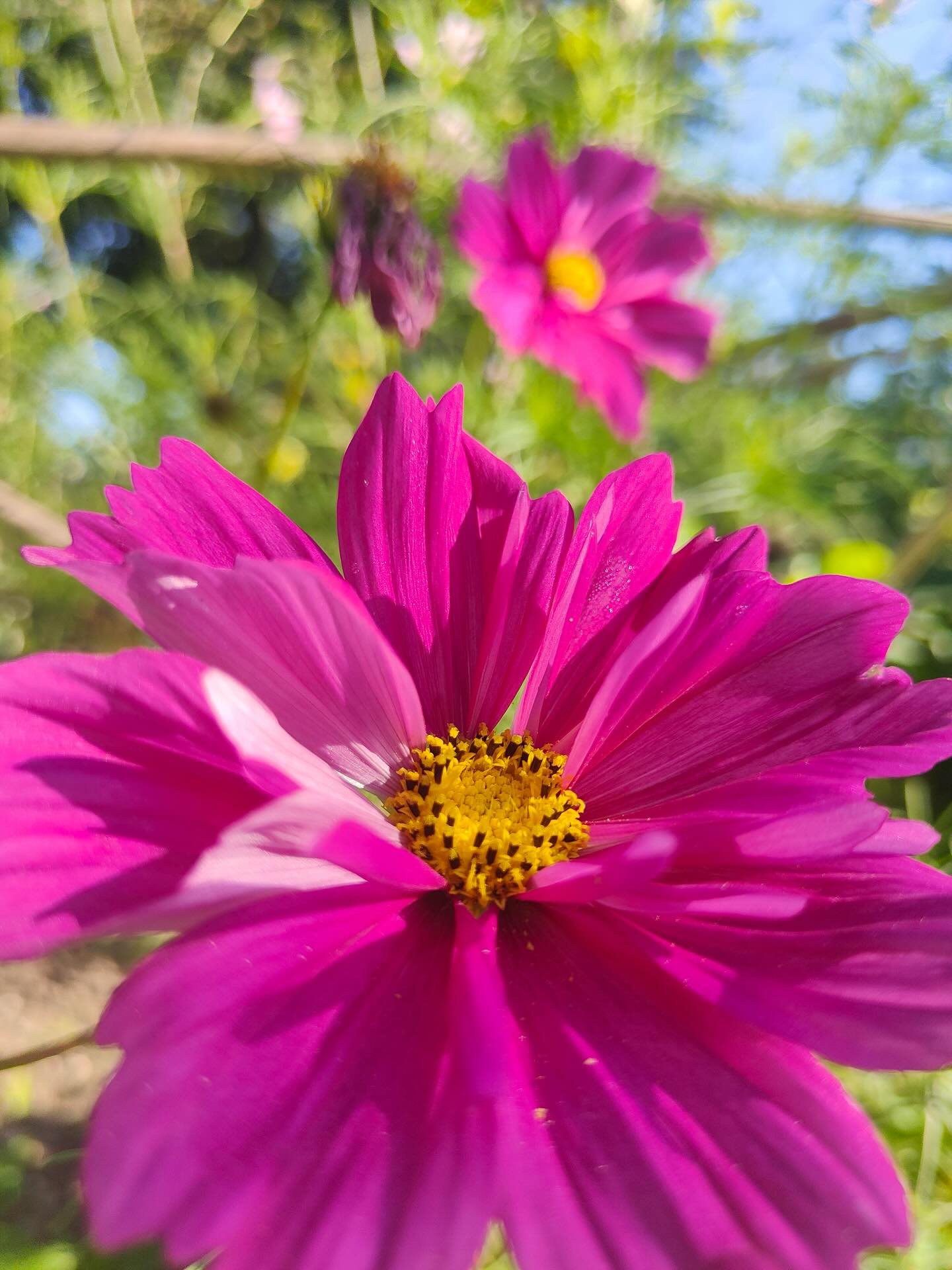 Einen super Start in die neue Woche mit diesem schönen Schmuckkörbchen 🌸
📷 @ D. Hiss
#diewildengärtner #diewildengärtnerinnen #diewildengaertner #diewildengaertnerinnen #stadtoasedübi #stadtoaseduebi #dübendorf #duebendorf #garten #gemeinschaftsgarten #gartenverein #gärtnern #gaertnern #gärtnernmachtglücklich #gaertnernmachtgluecklich #urbangarden #urbangardening #mampfenstattmähen #mampfenstattmaehen #herbst #gartenimherbst #herbstgarten #gärtnernmachtspass #gaertnernmachtspass #dübi #duebi #urbandübi #urbanduebi