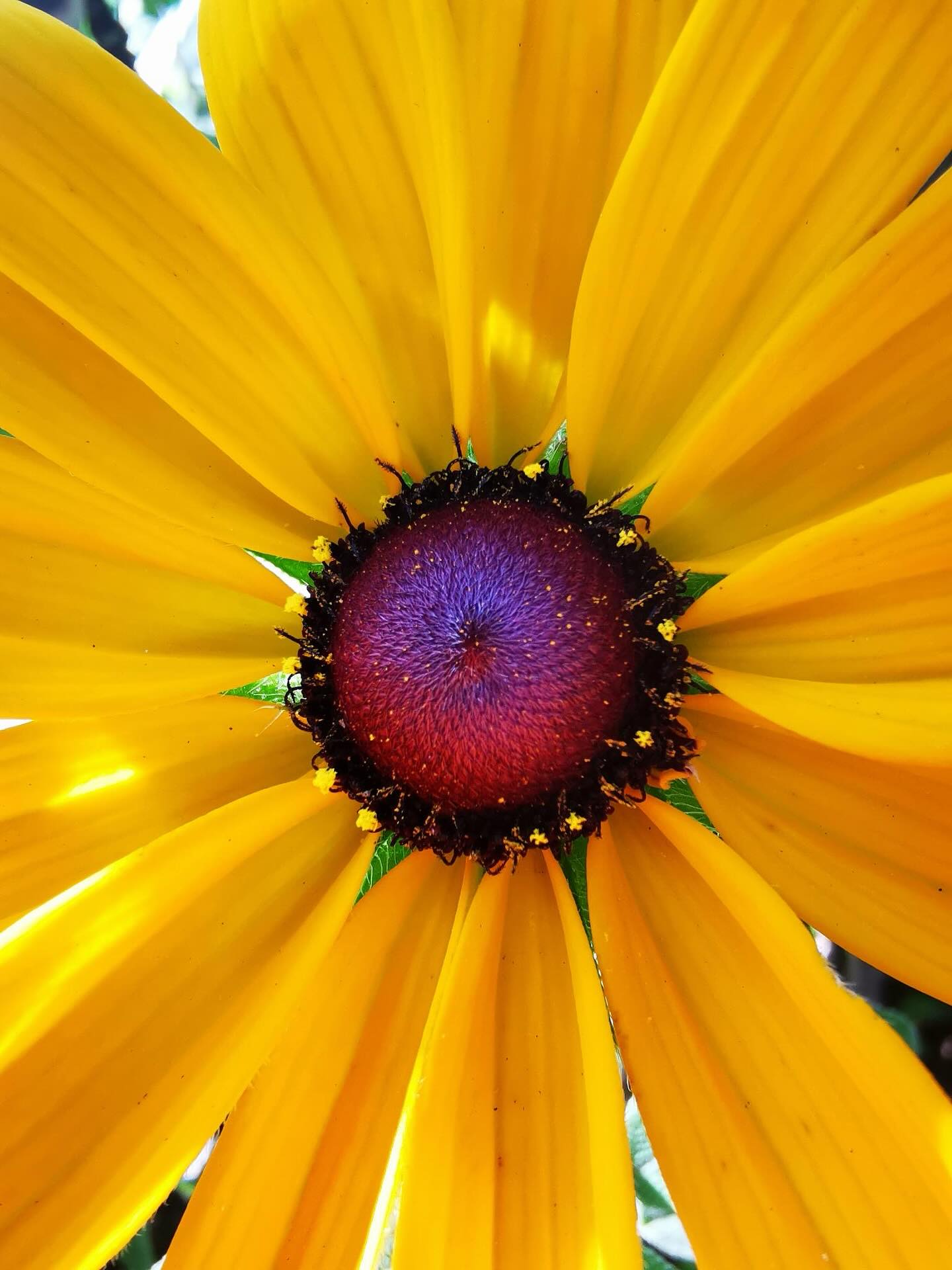 So ein sonniger Start in die neue Woche gestern ☀️ Und wie war dein Montag? 

#diewildengärtner #diewildengärtnerinnen #diewildengaertner #diewildengaertnerinnen #stadtoasedübi #stadtoaseduebi #dübendorf #duebendorf #garten #gemeinschaftsgarten #gartenverein #gärtnern #gaertnern #gärtnernmachtglücklich #gaertnernmachtgluecklich #urbangarden #urbangardening #mampfenstattmähen #mampfenstattmaehen #herbst #gartenimherbst #herbstgarten #gärtnernmachtspass #gaertnernmachtspass #dübi #duebi #urbandübi #urbanduebi

📷 @aschiduebendorf