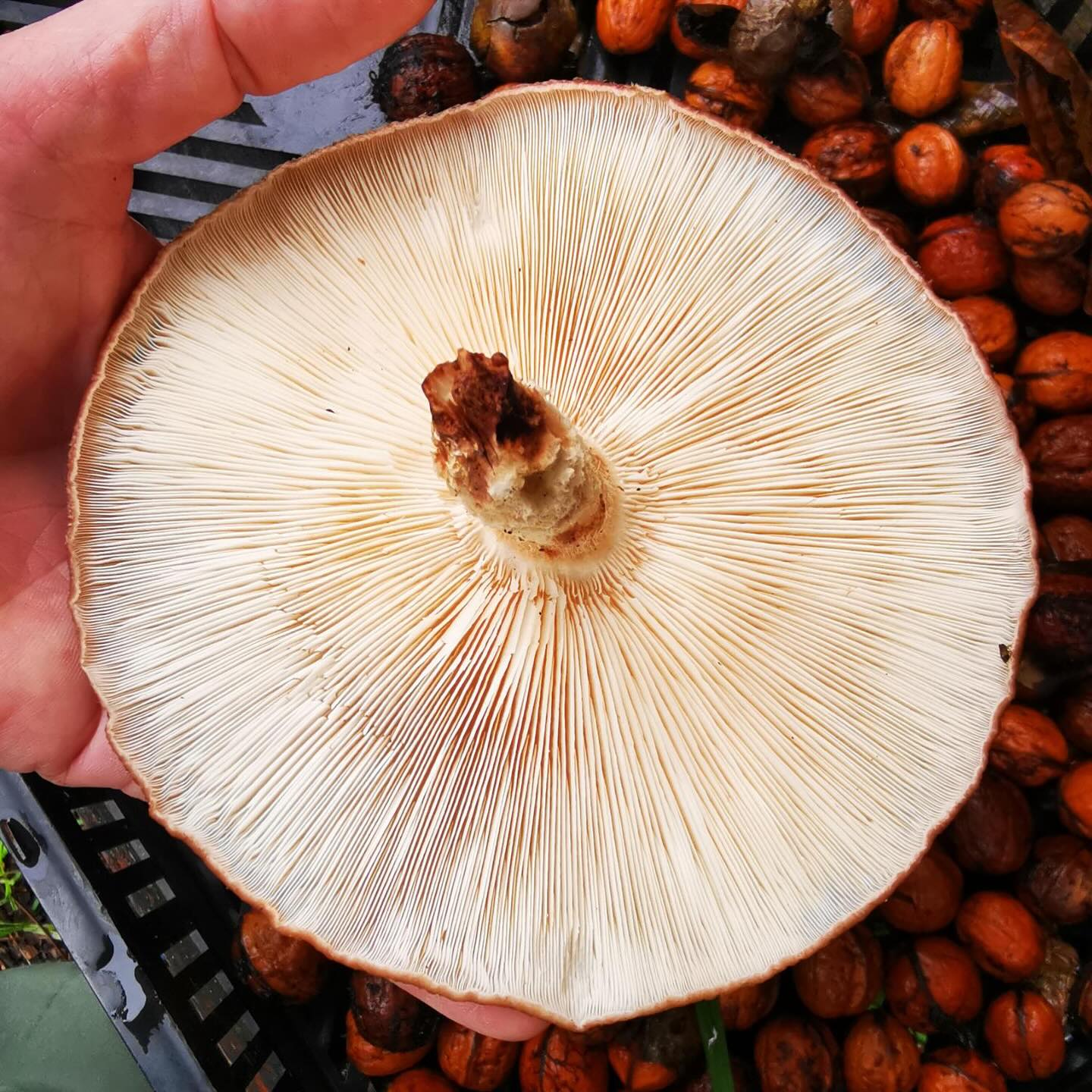 Schaut euch mal dieses Kunstwerk von einem Pilz an… die feinen Lamellen sind einfach fantastisch🍂 🍄‍🟫🍁

📷 @aschiduebendorf 

#diewildengärtner #diewildengärtnerinnen #diewildengaertner #diewildengaertnerinnen #stadtoasedübi #stadtoaseduebi #dübendorf #duebendorf #garten #gemeinschaftsgarten #gartenverein #gärtnern #gaertnern #gärtnernmachtglücklich #gaertnernmachtgluecklich #urbangarden #urbangardening #mampfenstattmähen #mampfenstattmaehen #herbst #gartenimherbst #herbstgarten #gärtnernmachtspass #gaertnernmachtspass #dübi #duebi #urbandübi #urbanduebi #herbst #gartenimherbst #pilzzeit