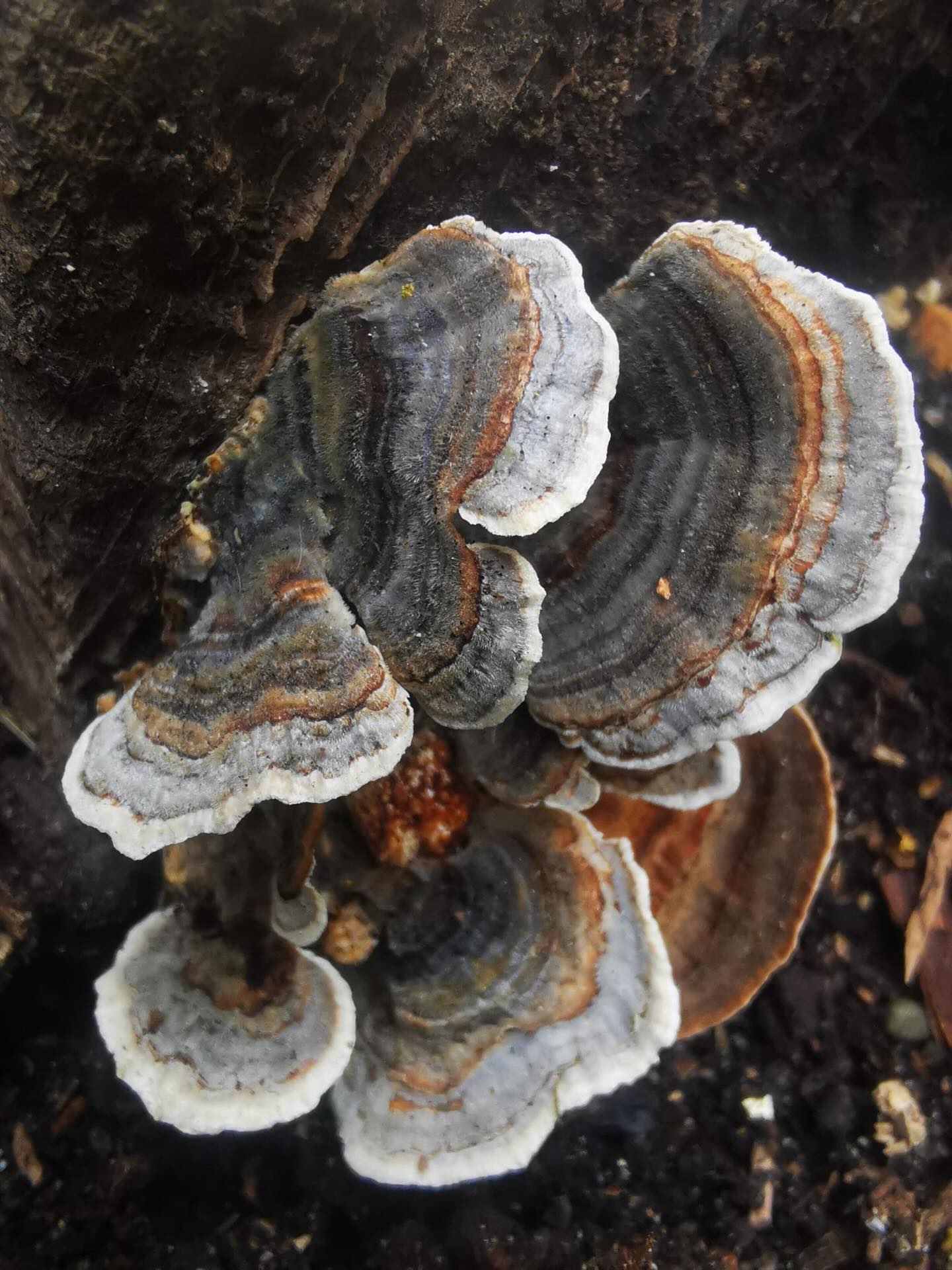 Wunderbare Herbstfarben 🤩

📷 @aschiduebendorf 

#diewildengärtner #diewildengärtnerinnen #diewildengaertner #diewildengaertnerinnen #stadtoasedübi #stadtoaseduebi #dübendorf #duebendorf #garten #gemeinschaftsgarten #gartenverein #gärtnern #gaertnern #gärtnernmachtglücklich #gaertnernmachtgluecklich #urbangarden #urbangardening #mampfenstattmähen #mampfenstattmaehen #herbst #gartenimherbst #herbstgarten #gärtnernmachtspass #gaertnernmachtspass #dübi #duebi #urbandübi #urbanduebi