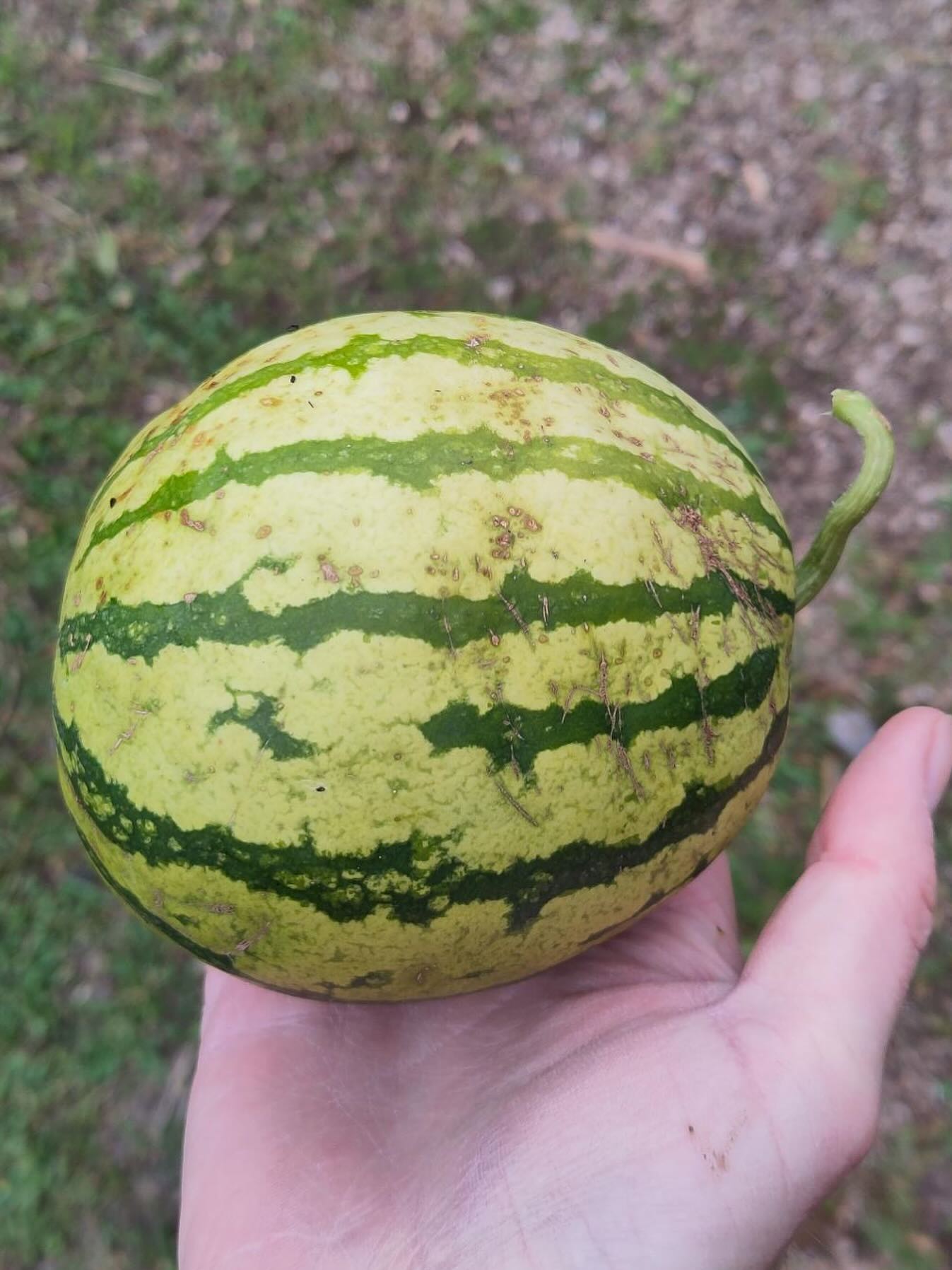 Dankbarkeit: Wassermelone aus dem Garten 🤩 Wenn sich der Aufwand im Sommer gelohnt hat und man im Herbst ernten darf ❤️

📷 @ P. Lehner

#diewildengärtner #diewildengärtnerinnen #diewildengaertner #diewildengaertnerinnen #stadtoasedübi #stadtoaseduebi #dübendorf #duebendorf #garten #gemeinschaftsgarten #gartenverein #gärtnern #gaertnern #gärtnernmachtglücklich #gaertnernmachtgluecklich #urbangarden #urbangardening #mampfenstattmähen #mampfenstattmaehen #herbst #gartenimherbst #herbstgarten #gärtnernmachtspass #gaertnernmachtspass #dübi #duebi #urbandübi #urbanduebi #ernteglück #ernteglueck