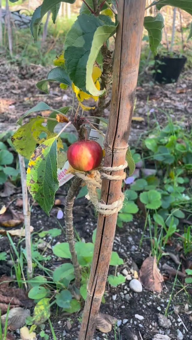 Mini-Säulenapfelbaum mit Mini-Apfel 🫶🏻 Wir hoffen ganz fest, dass du den heutigen stürmischen Tag gut überstehst 🍎

📷 @celestine_mignonne 

#diewildengärtner #diewildengärtnerinnen #diewildengaertner #diewildengaertnerinnen #stadtoasedübi #stadtoaseduebi #dübendorf #duebendorf #garten #gemeinschaftsgarten #gartenverein #gärtnern #gaertnern #gärtnernmachtglücklich #gaertnernmachtgluecklich #urbangarden #urbangardening #mampfenstattmähen #mampfenstattmaehen #herbst #gartenimherbst #herbstgarten #gärtnernmachtspass #gaertnernmachtspass #dübi #duebi #urbandübi #urbanduebi