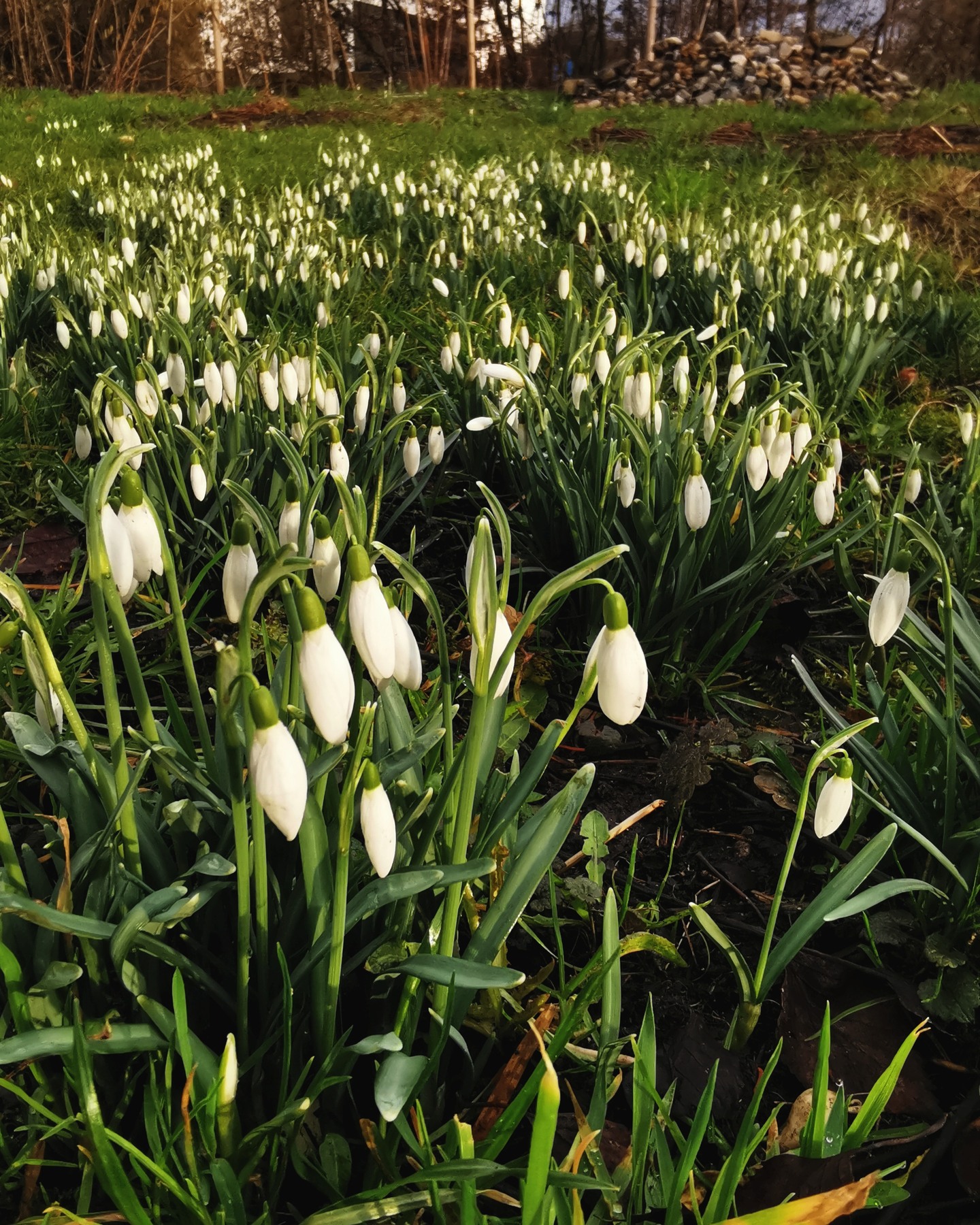 ein paar Schneeglöcken zum Wochenanfang 💚 besucht uns doch in der Oase. Wir sind auch bei Regenwetter geöffnet